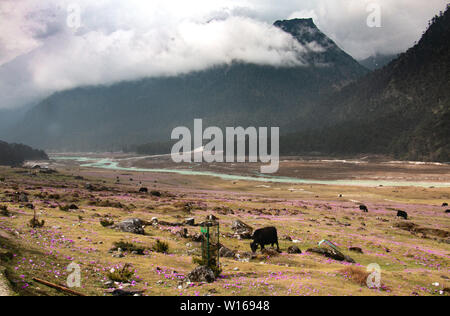 Lachung Tal Stockfoto