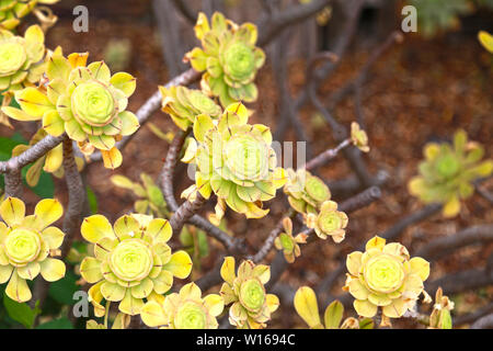 Grüne saftige echeveria Cactus flower Stone Rose in der Wildnis. Stockfoto