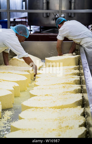 Cheddaring Quark. Quickes Käse, Devon, Großbritannien. Eine traditionelle kleine handwerkliche Milchprodukte und Käse Teekocher im Jahre 1540 gegründet Stockfoto