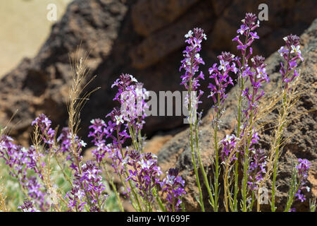 Blühenden Teide Mauerblümchen (erysimum Scoparium), endemisch, blühen auf Lavagestein. Nationalpark Teide, Teneriffa, Kanarische Inseln. Selektive konzentrieren. Stockfoto