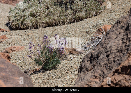 Blühenden Teide Mauerblümchen (erysimum Scoparium), endemisch, blühen auf Lavagestein. Nationalpark Teide, Teneriffa, Kanarische Inseln. Selektive konzentrieren. Stockfoto