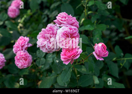Rosen in voller Blüte: rosa Blüte David Austin strauch Rose, Gertrude Jekyll, blühen in einem Garten in Surrey, England, Großbritannien Stockfoto