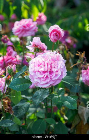 Rosen in voller Blüte: rosa Blüte David Austin strauch Rose, Gertrude Jekyll, blühen in einem Garten in Surrey, England, Großbritannien Stockfoto