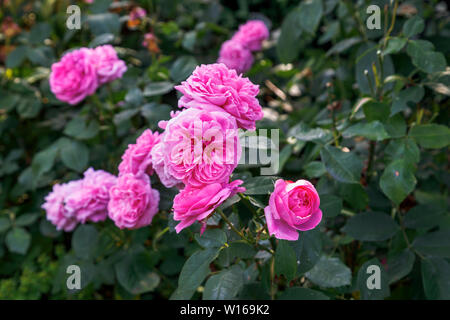 Rosen in voller Blüte: rosa Blüte David Austin strauch Rose, Gertrude Jekyll, blühen in einem Garten in Surrey, England, Großbritannien Stockfoto