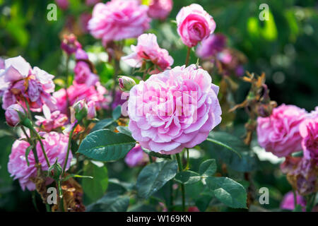 Rosen in voller Blüte: rosa Blüte David Austin strauch Rose, Gertrude Jekyll, blühen in einem Garten in Surrey, England, Großbritannien Stockfoto