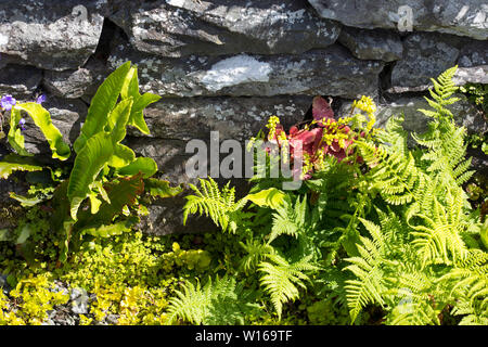 Farne wachsen auf einer Wand an Holehird Gärten, Windermere, Großbritannien. Stockfoto