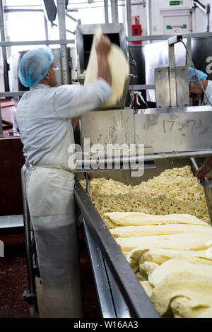 Fräsen Quark. Quickes Käse, Devon, Großbritannien. Eine traditionelle kleine handwerkliche Milchprodukte und Käse Teekocher im Jahre 1540 gegründet Stockfoto