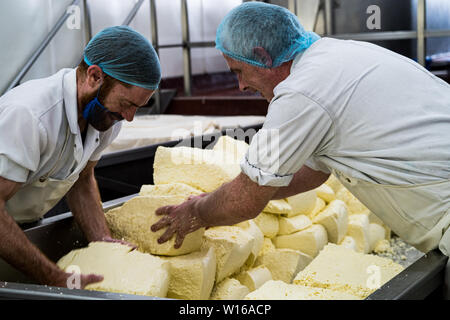 Fräsen Quark. Quickes Käse, Devon, Großbritannien. Eine traditionelle kleine handwerkliche Milchprodukte und Käse Teekocher im Jahre 1540 gegründet Stockfoto