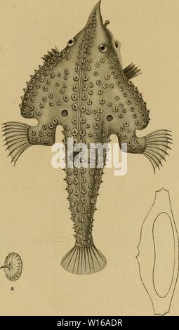 Archiv Bild von Seite 240 des Wörterbuch des sciences naturelles, Dans. Stockfoto