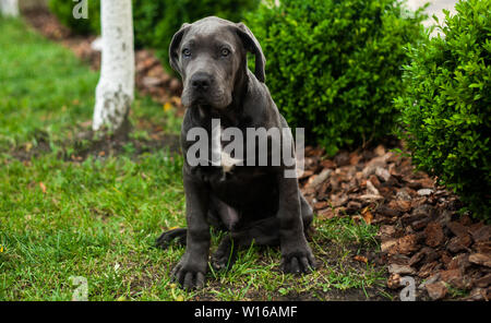 Cute Cane Corso Welpen Hund im Freien sitzen auf dem grünen Rasen Stockfoto