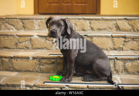 Cute Cane Corso Welpen Hund im Freien sitzen auf der Veranda Stockfoto