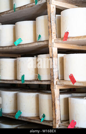 Stoff-gebundenen truckles von Cheddar in Quickes Käse, Devon, UK fällig werden. Eine traditionelle kleine handwerkliche Milchprodukte und Käse Teekocher im Jahre 1540 gegründet Stockfoto