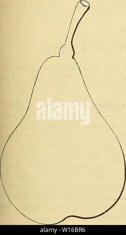 Archiv Bild ab Seite 248 von Wörterbuch de pomologie Contenant. Wörterbuch de pomologie: Contenant l'histoire, la Description, la Abbildung des Früchte Früchte anciens et des modernes les plus gÃnÃralement connus et cultivÃs. dictionnairedepo 002 lero Jahr: 1867 GRO [gros-bla] 241 556. Poire GROS-BLANQUET LANG. Synonyme. - Poires: 1. Gros-Blanquet de Florenz (Olivier de Serres, le ThÃÃ¢tre d'Landwirtschaft et mÃnage des Champs, 1600-1608, livre VI, S. 628). Â 2. (Le gros-blanquet Leclier, d'OrlÃans, Katalog-des-Arbres cultivÃs dans son Verger et Pflanze, 1628, s. 6). Â 3. Cornicarpe (R. T Stockfoto
