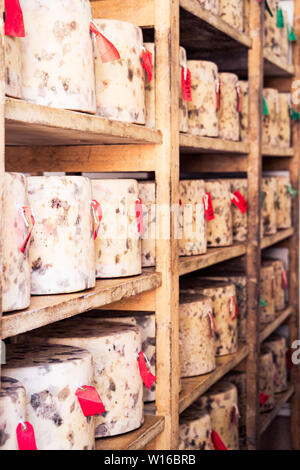 Stoff-gebundenen truckles von Cheddar in Quickes Käse, Devon, UK fällig werden. Eine traditionelle kleine handwerkliche Milchprodukte und Käse Teekocher im Jahre 1540 gegründet Stockfoto