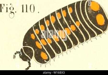 Archiv Bild ab Seite 248 Der Myriapoden getreu / Sterben. Die Myriapoden: getreu nach der Natur abgebildet und beschrieben. diemyriapodenget 11 Koch Jahr: 1863 Stockfoto