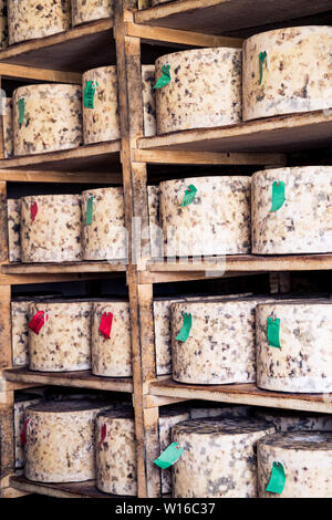 Stoff-gebundenen truckles von Cheddar in Quickes Käse, Devon, UK fällig werden. Eine traditionelle kleine handwerkliche Milchprodukte und Käse Teekocher im Jahre 1540 gegründet Stockfoto