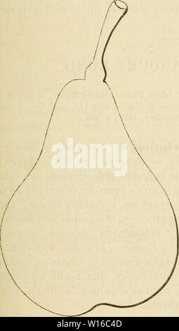 Archiv Bild ab Seite 250 von Wörterbuch de pomologie, Contenant l'histoire,. Wörterbuch de pomologie, Contenant l'histoire, la Description, la Abbildung des Früchte Früchte anciens et des modernes les plus gÂnÂralement connus et cultivÂs. dictionnairedepo 02 lero Jahr: 1867 GRO [gros-bla] 241 556. Poire GROS-BLANQUET LANG. SjnonjnMea. - Poires: 1. Gros-Blanquet DE Florenz (Olivier de Serres, le ThÃÃ¢tre d'Landwirtschaft et mÃnage des Champs, 1600-1608, livre VI, S. 628). Â 2. Gros-Blanquet (le Lectier, d'OrlÃans, Katalog-des-Arbres cultivÃs dans son Verger et Pflanze, 1628, s. 6). Â 3. Corni Stockfoto