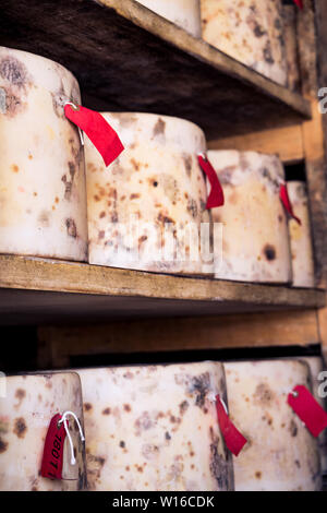 Stoff-gebundenen truckles von Cheddar in Quickes Käse, Devon, UK fällig werden. Eine traditionelle kleine handwerkliche Milchprodukte und Käse Teekocher im Jahre 1540 gegründet Stockfoto