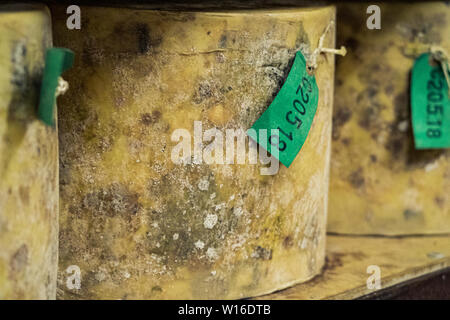 Stoff-gebundenen truckles von Cheddar in Quickes Käse, Devon, UK fällig werden. Eine traditionelle kleine handwerkliche Milchprodukte und Käse Teekocher im Jahre 1540 gegründet Stockfoto