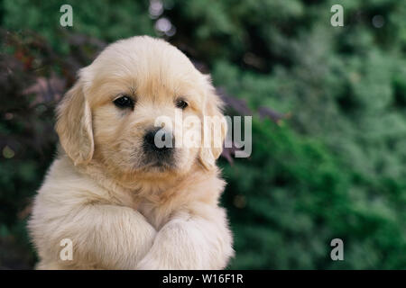 Das Porträt einer niedlichen einen Monat Golden Retriever Welpen im Garten. Stockfoto