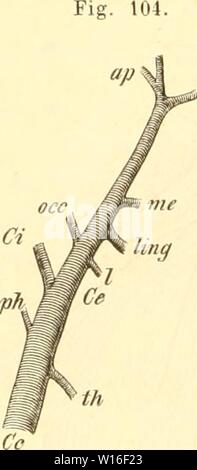 Archiv Bild ab Seite 271 der Anatomie des Kaninschens im Sterben. Stockfoto