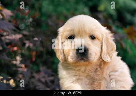 Das Porträt einer niedlichen einen Monat Golden Retriever Welpen im Garten. Stockfoto