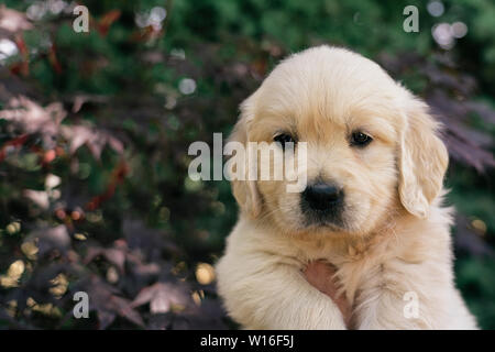 Das Porträt einer niedlichen einen Monat Golden Retriever Welpen im Garten. Stockfoto