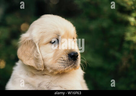 Golden Retriever Welpe closeup außerhalb Portrait, einen Monat alt. Stockfoto
