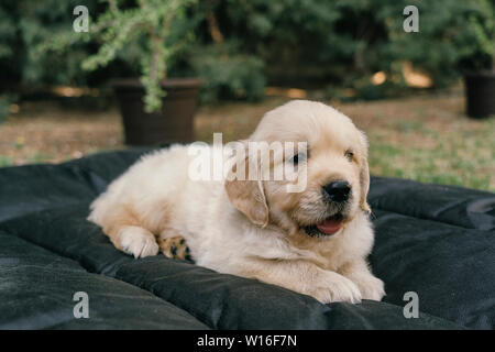Golden Retriever Welpe Portrait im Bett im Garten Stockfoto