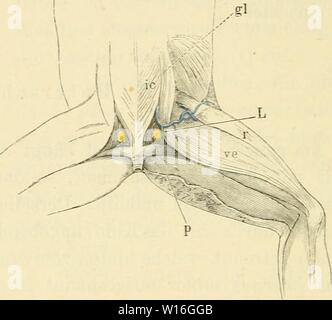 Archiv Bild ab Seite 283 von Die Anatomie des Frosches Ein. Stockfoto