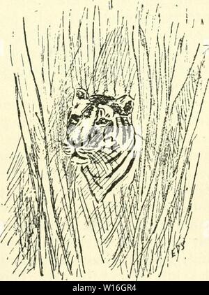 Archiv Bild von Seite 284 des Tagebuch eines Sportlers. Das Tagebuch eines Sportlers Naturforscher in Indien. diaryofsportsman 00 online Jahr: 1920 EINEN ECHTEN TIGER GESCHICHTE 233 Während ein Beat für Tiger. Die herrliche Wärme unbemerkt. Für die Sportler gibt es so viel in der Warte, bis die schlagen die Elefanten noch in weiter Ferne zu untersuchen ist. Ich war sehr interessiert, ich erinnere mich, in den Bewegungen der einige kleine Baum Kletterpflanzen im Gras unter mir. Winzig kleine Vögel, wie Sie wissen, ihre Bewegungen sind äußerst faszinierend zu beobachten. Da Sie chmb bis die Stämme der großen Gräser, neugierigen ihre Schnäbel in die Sie Stockfoto