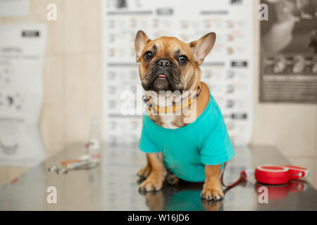 Lustige braune Französische Bulldogge sitzt am Tisch besuch Tierarzt. Stockfoto
