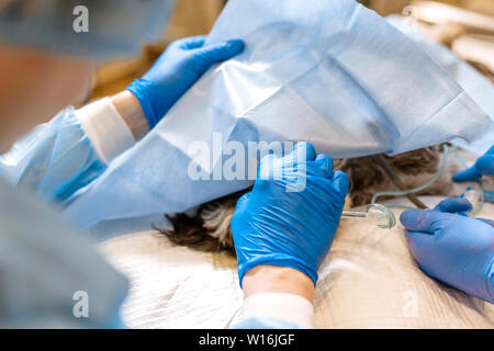 Vet Chirurg assistant Abdeckung hund Patienten durch sterile Abdeckung. die Vorbereitung auf die Berufsbildung chirurgischen Operation. Stockfoto