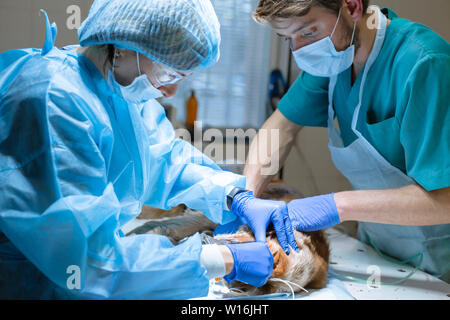 Ein Tierarzt Zahnarzt und Anästhesisten eine Operation die Zähne eines Hundes zu reinigen. Der Hund ist betäubt auf dem OP-Tisch. Pet-healthcare Konzept. Stockfoto