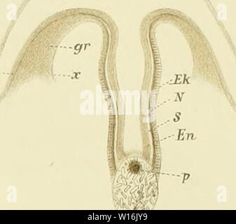 Archiv Bild ab Seite 302 von Die Medusen; morphologisch und physiologisch. Stockfoto