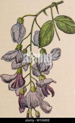 Archiv Bild von Seite 1224 von Wörterbuch d'Gartenbau illustré Abs. Wörterbuch d'Gartenbau illustrÃ/par D. Bois prÃface de Maxime Cornu avec la collaboration de E. André... [Et Al.]. . Dictionnairedhor 00 bois Jahr: 1893 Doug. Â 1213 - YUCCA. Nantes, ÃtalÃes, les extÃr. appliquÃes, diminuant graduellt. RÃceptacle plan, muni de paillettes ri-gides. Corolle des Fl. stÃriles dÃpassant bilabiÃe, Ne Pas celles du disque; Celles-ci À limbe briÃ¨vt. 5 - Fide au Sommet. Achaines en forme de Münze, velus, wichtige une Couronne de paillettes aristÃes au Sommet. Â 4 ou 5 insb. RÃg. mÃ Stockfoto