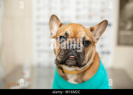 Cute Puppy von Französisch Bulldog breed an Termin beim Tierarzt Arzt. Ein Porträt von einem Hund, der die Prüfung der Arzt auf dem Tisch erwartet Ich Stockfoto