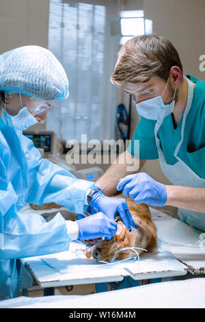 Veterinärmedizin Zahnheilkunde. Zahnarzt Chirurg Tierarzt mit einem Assistenten, reinigt und pflegt die Zähne des Hundes unter Anästhesie auf dem OP-Tisch in einer Ve Stockfoto