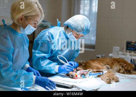 Veterinärmedizin Zahnheilkunde. Zahnarzt Chirurg Tierarzt mit einem Assistenten, reinigt und pflegt die Zähne des Hundes unter Anästhesie auf dem OP-Tisch in einer Ve Stockfoto