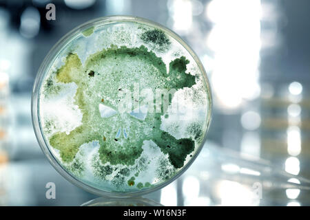 Petrischale wachsen Bakterien in der Form eines Totenkopf Stockfoto