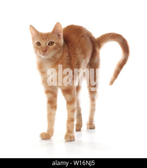 Süße kleine orange tabby Kitten, auf weißem Hintergrund Stockfoto