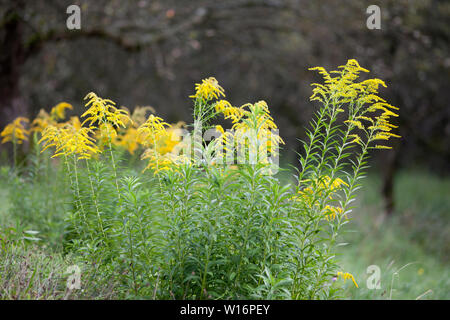 Goldrute Solidago virgaurea Anlage Stockfoto