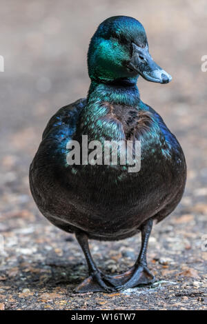 Cayuga Ente in freier Wildbahn Stockfoto