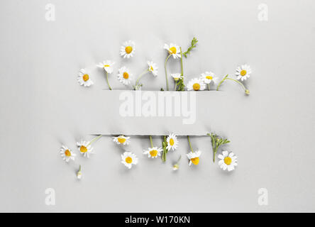 Frisches Wild Kamillenblüten in Schnitt leichtes Papier Stockfoto