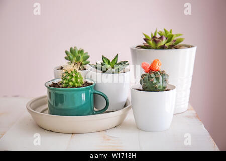 Sukkulenten in Töpfen auf Tabelle Stockfoto
