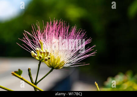 Die Rosa, seidig, fadenförmigen Blume des Persischen Seide Baum, oft die Mimose genannt, an einem strassenrand in Kentucky, United States Stockfoto