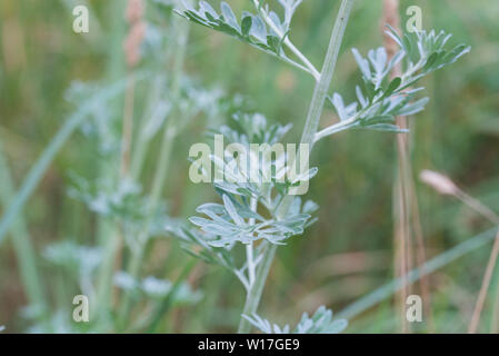 Absinth, Wermut, Aatemisia absinthium grüne Blätter Makro Stockfoto