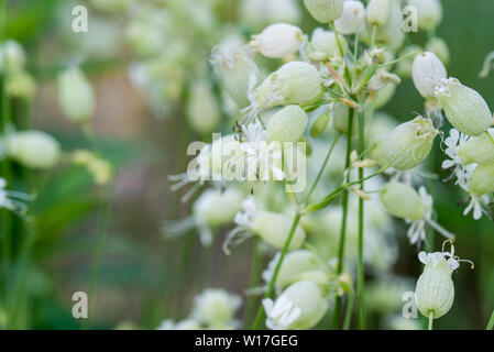 Silene vulgaris, Blase, Campion, maidenstears Blumen Makro Stockfoto