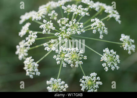Conium maculatum, Hemlock weiß blumen Makro selektiven Fokus Stockfoto