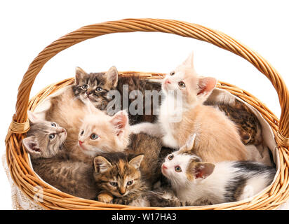 Lustige Kätzchen im Korb Cute auf weißem Hintergrund Stockfoto